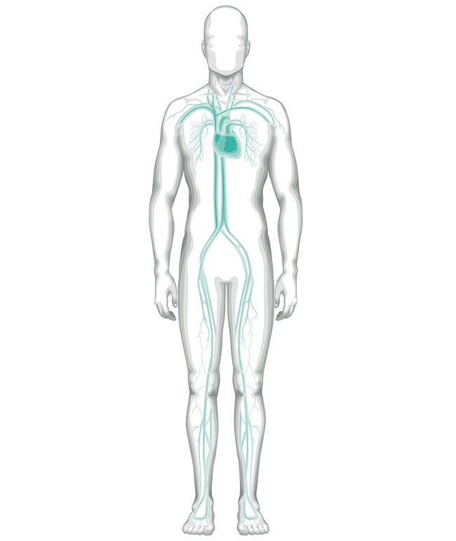 Interventional Vascular Diagnostics & Therapy